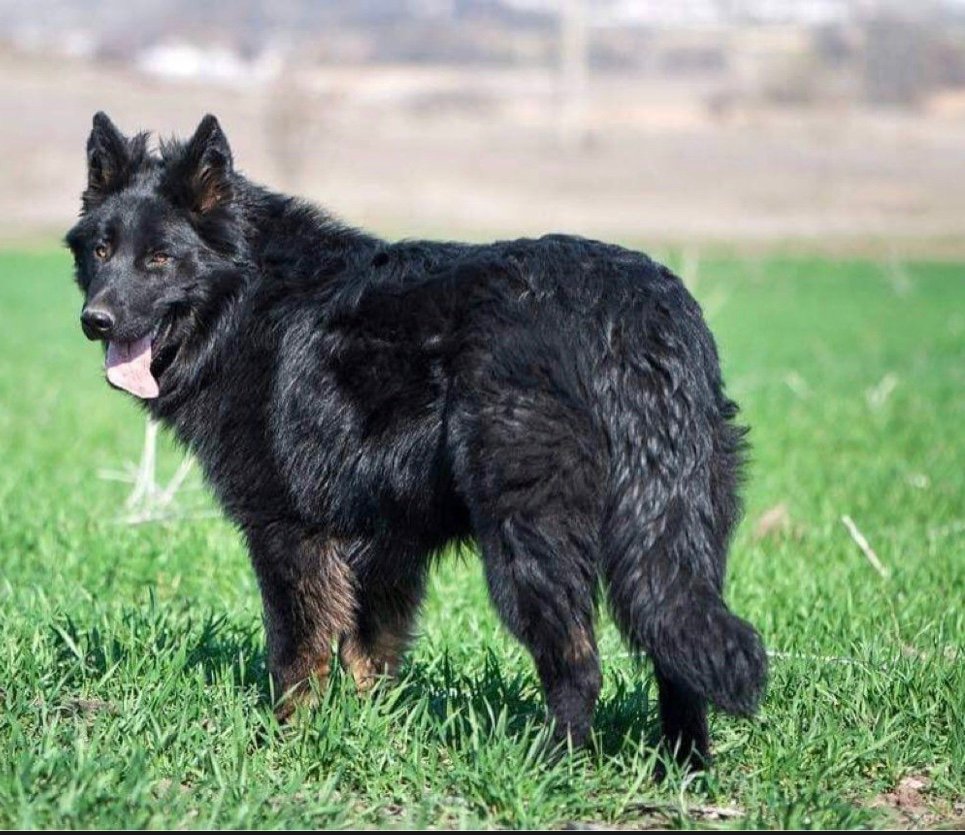 Low-Shedding Dog Breeds: Allergies, Grooming and Realistic Expectations