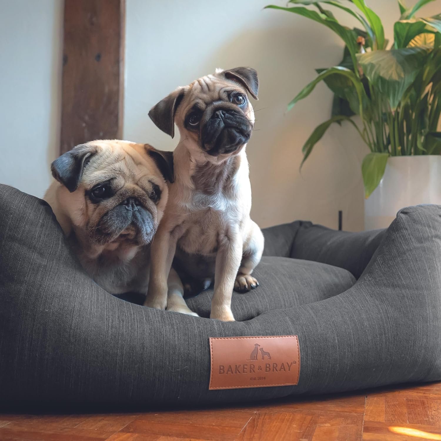 Reducing Dog-Bite Risk: Body Language, Distance and Safer Choices