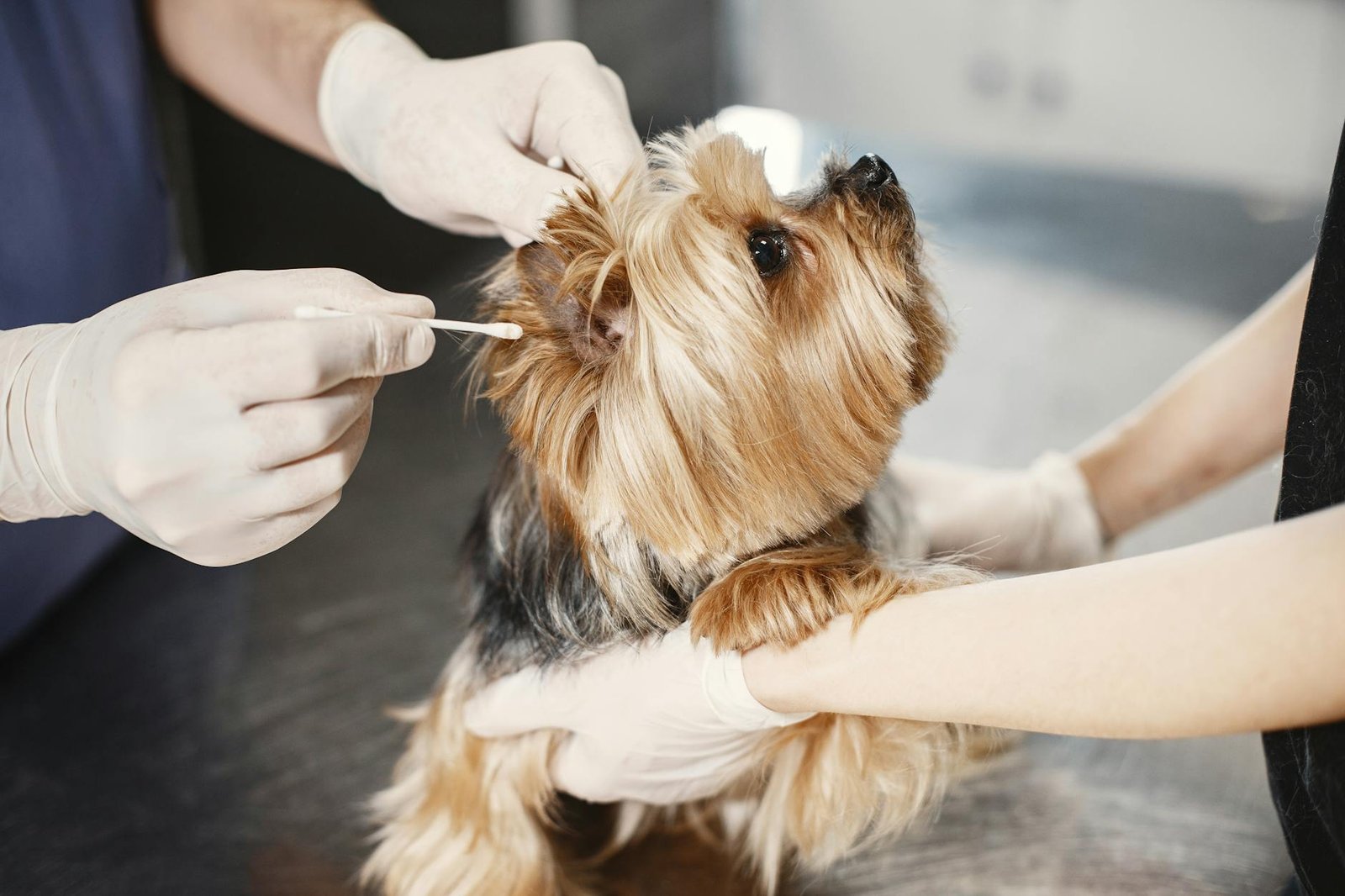 Dog First Aid: What to Do While You Contact the Vet