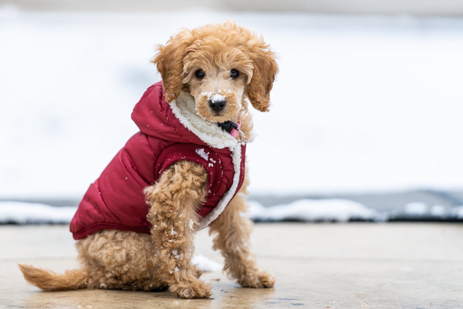 Creating a Dog-Friendly Home: Safety, Rest and Practical Layout