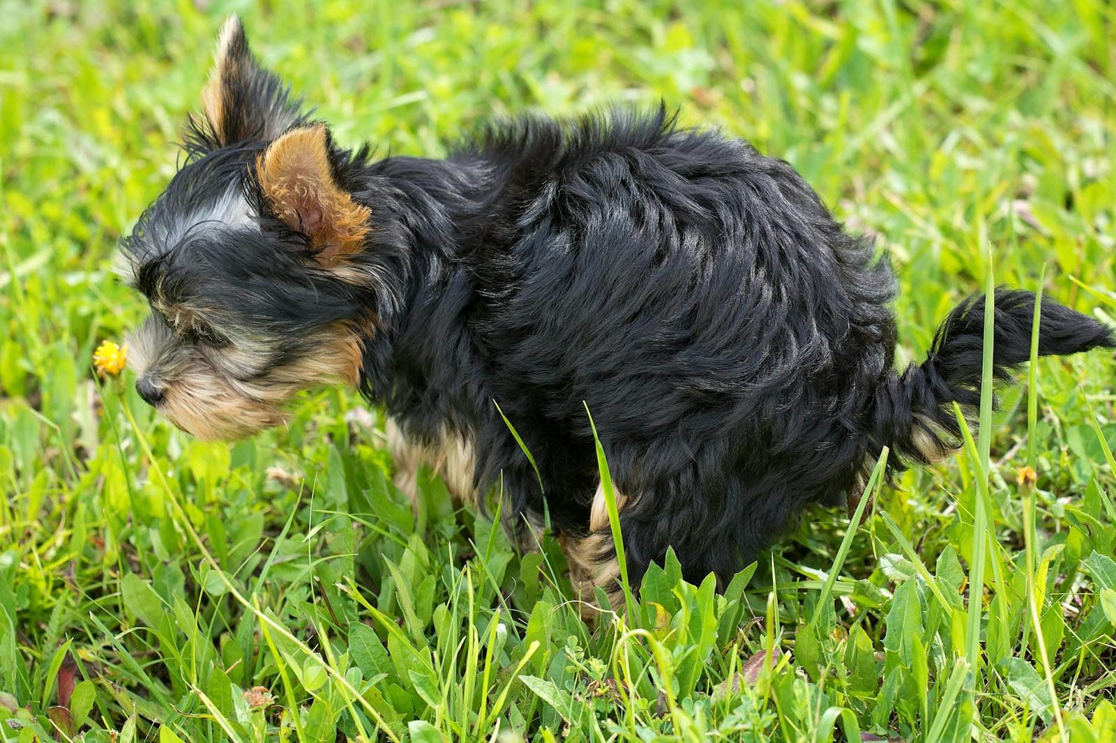 Reactive Dog Walks: A Practical Plan for More Space and Less Drama