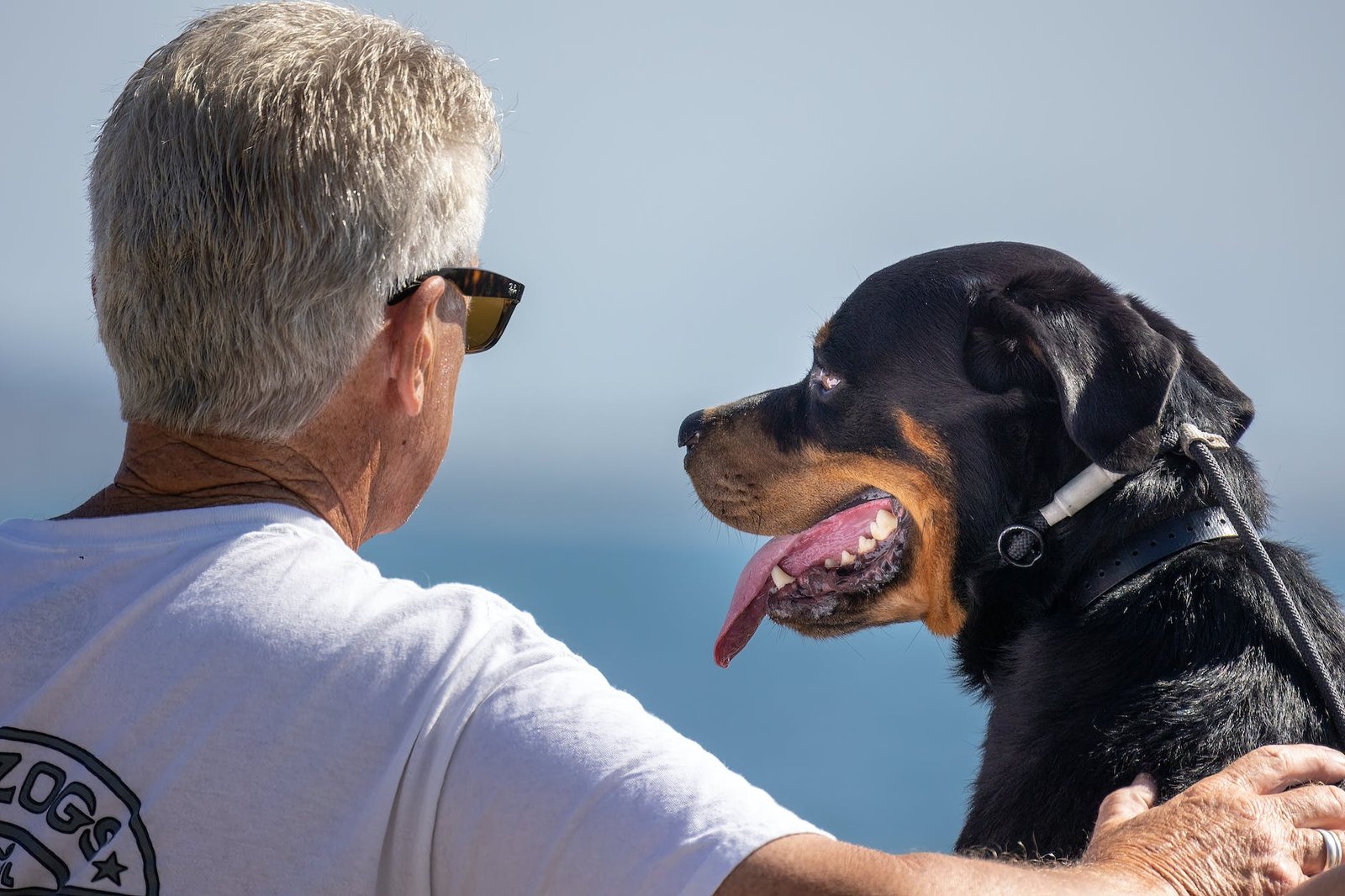Why Do Dogs Eat Their Own Poo?