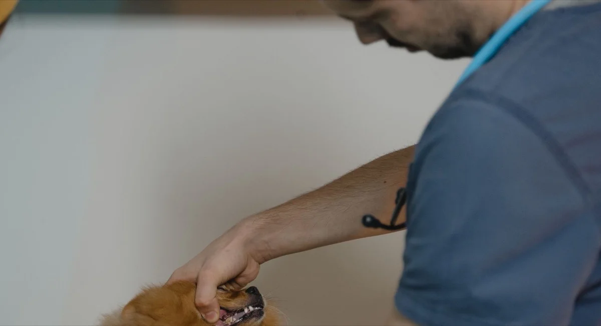 A veterinarian examining a small dog on a clinic table
