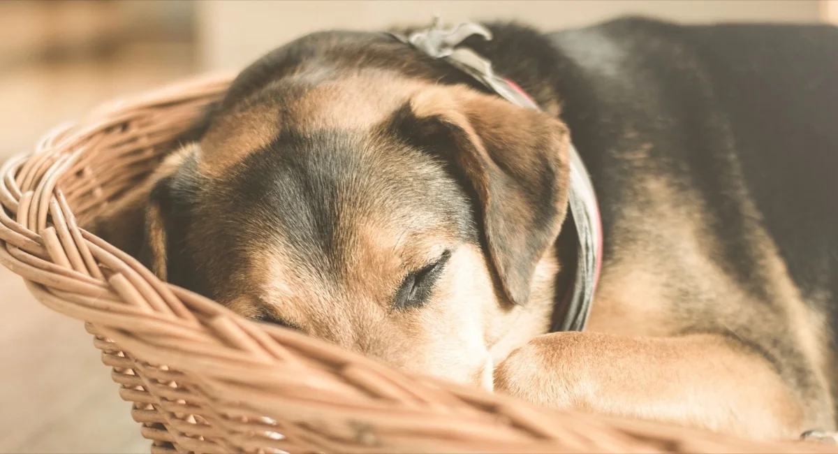 A puppy asleep in a wicker basket bed indoors
