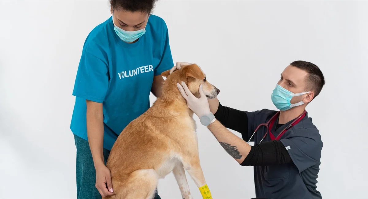 A veterinarian and a volunteer examining a dog on a clinic table