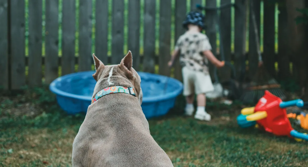 A bully-type dog watches a child playing in a fenced garden