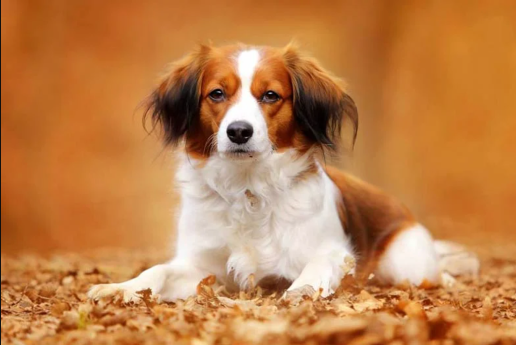 The Lesser-Known Dog Breeds Rising in Popularity