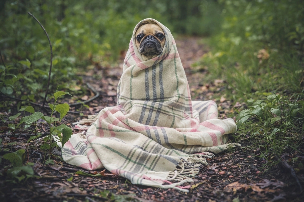 Dogs in Blankets (Figuratively & Literally)