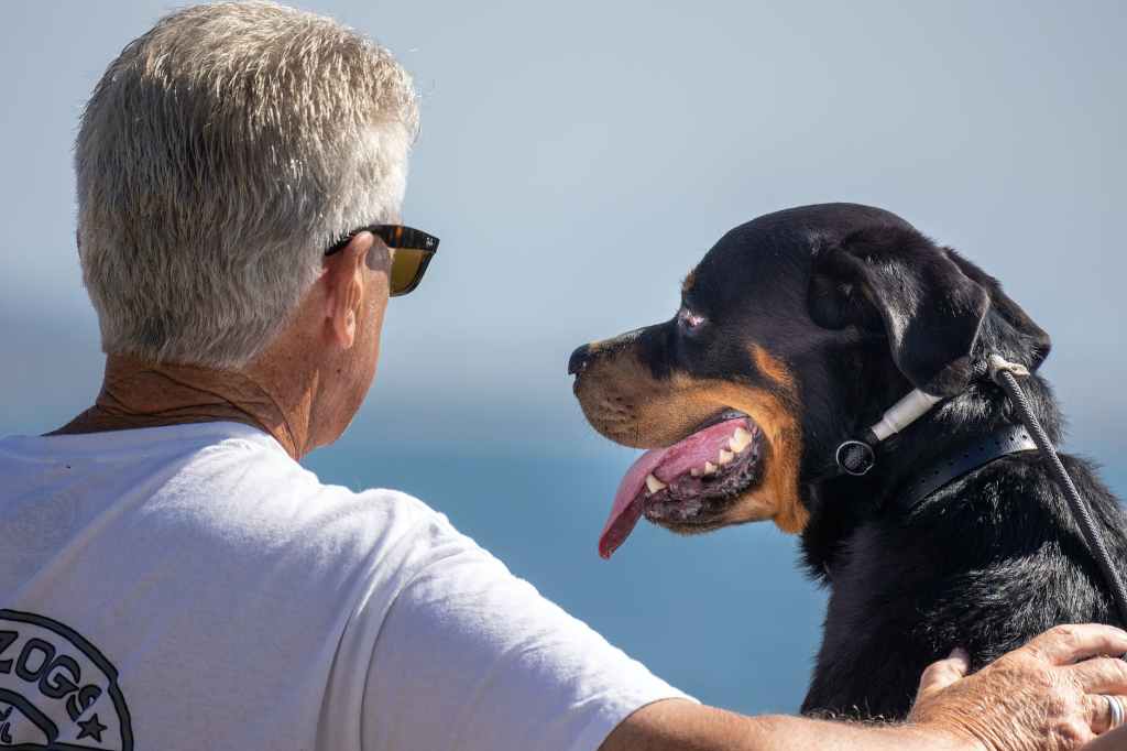 The Rottweiler: Beyond Hype and Misconceptions