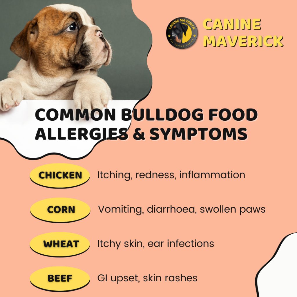 An image showing a bulldog puppy photo and a list of common bulldog food allergies and the symptoms.