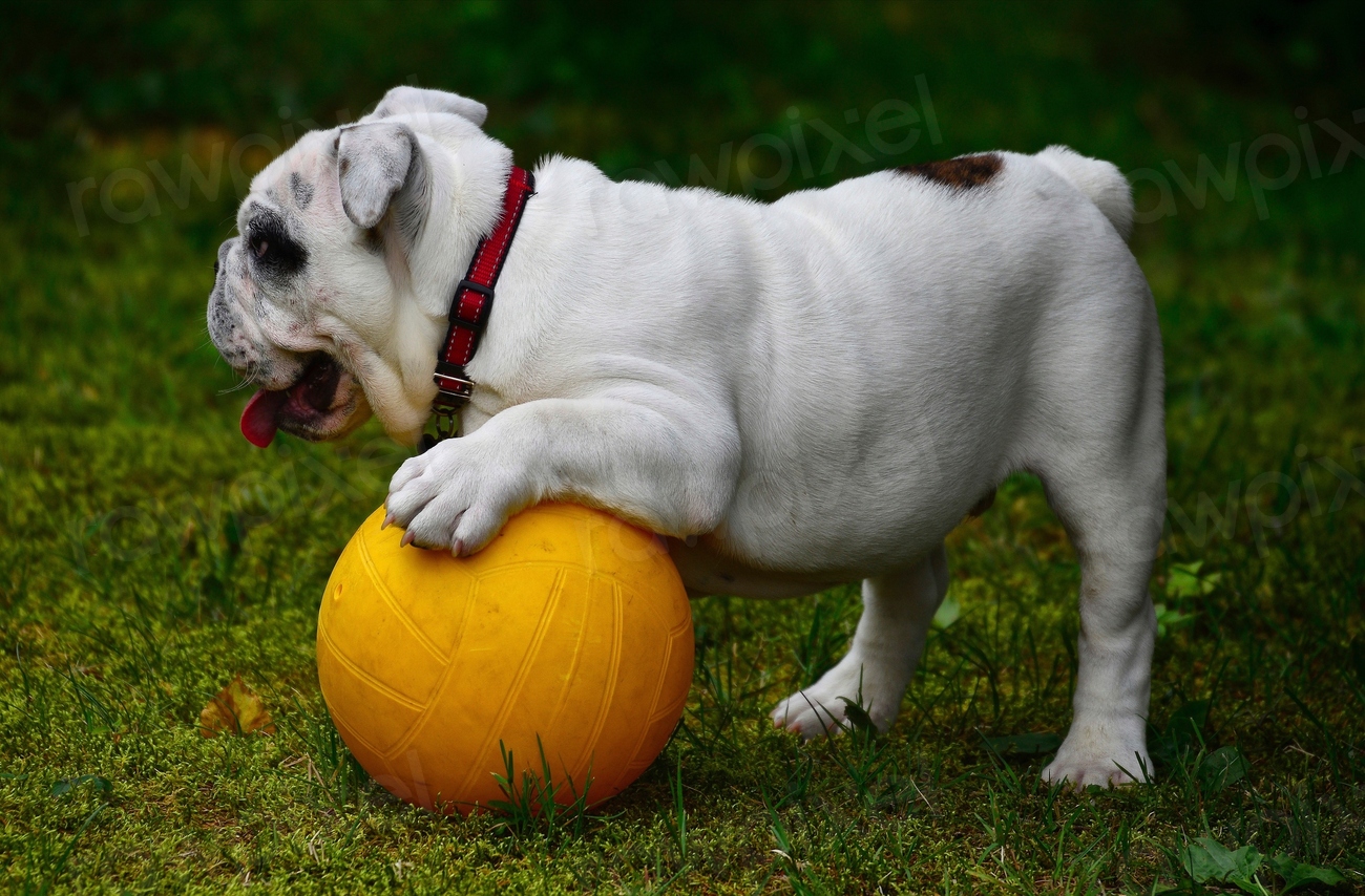 Image of a white bulldog playing with an orange ball on some grass.