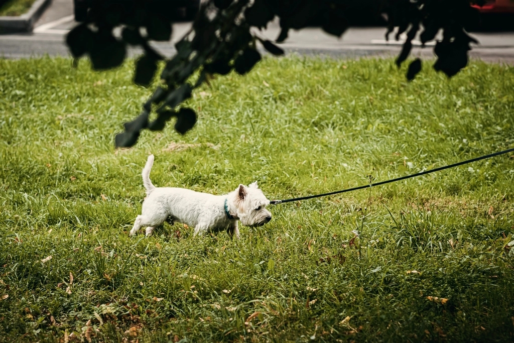 Why Do Dogs Eat Their Own Poo?
