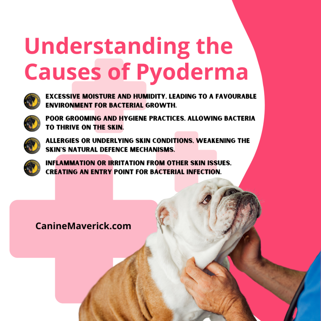 An image showing a photo of an english bulldog at the vet with a list of causes of pyoderma